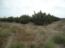 Satılır Torpaq, Xəzər.r, Şüvəlan-5
