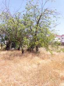 Satılır Torpaq, Abşeron.r, Novxanı-3