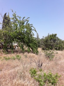 Satılır Torpaq, Abşeron.r, Novxanı-12