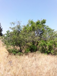 Satılır Torpaq, Abşeron.r, Novxanı-14