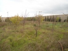 Satılır Torpaq, Xəzər.r, Şüvəlan-1