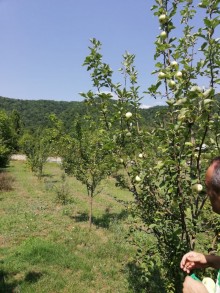 Satılır Torpaq, Qəbələ.ş-4