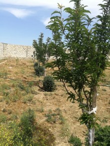 Satılır Torpaq, Abşeron.r, Novxanı-7