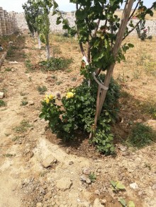 Satılır Torpaq, Abşeron.r, Novxanı-11