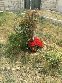 Satılır Torpaq, Abşeron.r, Novxanı-13