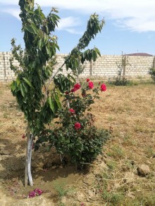 Satılır Torpaq, Abşeron.r, Novxanı-14