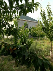 tap az heyet evleri merdekan, -5