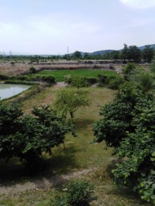 Kirayə (Aylıq) Həyət evi, Qəbələ.ş-6