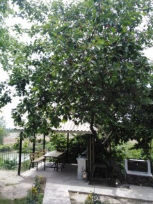 Kirayə (Aylıq) Həyət evi, Qəbələ.ş-9