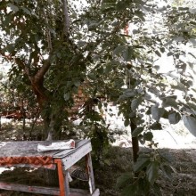 Satılır Həyət evi, Sumqayıt.ş-4