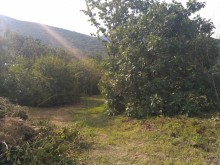 Satılır Həyət evi, Oğuz.ş-5
