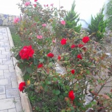 Satılır Həyət evi, Xəzər.r, Şüvəlan-7