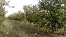Satılır Torpaq, Xaçmaz.ş-4