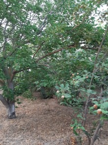 Satılır Həyət evi, Abşeron.r, Novxanı-5