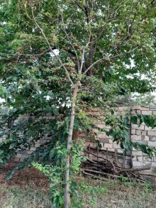 Satılır Həyət evi, Abşeron.r, Novxanı-7