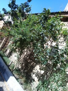 Satılır Həyət evi, Binəqədi.r, Binəqədi, Avtovağzal.m-10