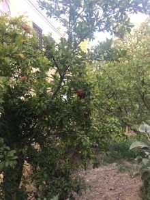 Satılır Torpaq, Sabunçu.r, Bilgəh-4