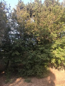 Satılır Torpaq, Sabunçu.r, Bilgəh-5