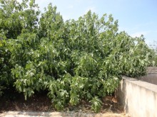 Satılır Həyət evi, Sabunçu.r, Nardaran-5