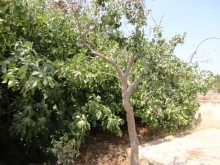 Satılır Həyət evi, Sabunçu.r, Nardaran-7