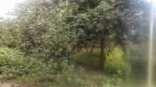 Satılır Həyət evi, Göyçay.ş-4