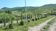 Satılır Torpaq, İsmayıllı.ş-12
