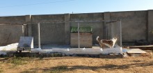 Satılır Həyət evi, Xəzər.r, Şüvəlan-3