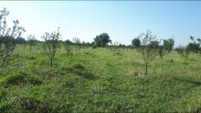 Satılır Torpaq, İsmayıllı.ş-4