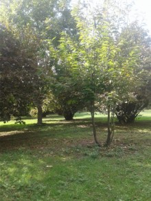 Satılır Torpaq, Qəbələ.ş-5