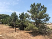 Satılır Torpaq, Xəzər.r, Mərdəkan, Koroğlu.m-1