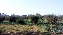 Satılır Torpaq, Sabunçu.r, Maştağa-16