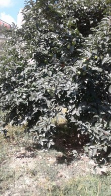 Satılır Həyət evi, Sabunçu.r, Yeni Ramana, Koroğlu.m-4