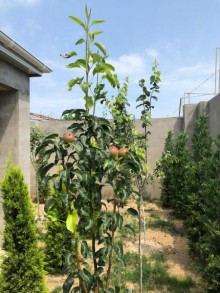 Satılır Həyət evi, Sabunçu.r, Bilgəh-19