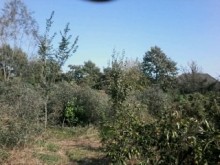 Satılır Həyət evi, Astara.ş-11