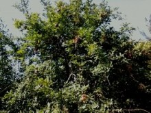 Satılır Həyət evi, Astara.ş-14