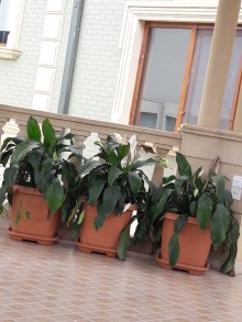 Satılır Villa, Abşeron.r, Saray, Avtovağzal.m-6