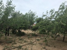 Satılır Torpaq, Xəzər.r, Mərdəkan, Koroğlu.m-5