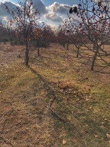 Satılır Həyət evi, Gəncə.ş-5