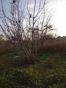 Satılır Həyət evi, Cəlilabad.ş-12