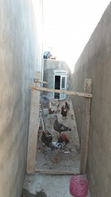 Satılır Həyət evi, Xəzər.r, Binə, Koroğlu.m-17