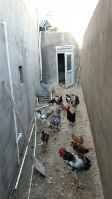 Satılır Həyət evi, Xəzər.r, Binə, Koroğlu.m-18