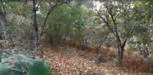 Satılır Həyət evi, Quba.ş-2