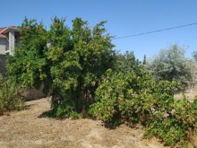 Satılır Torpaq, Sabunçu.r, Albalı, Koroğlu.m-18