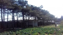 Satılır Torpaq, Sabunçu.r, Maştağa-10