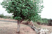 Satılır Torpaq, Qəbələ.ş-7