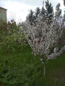 Satılır Həyət evi, Abşeron.r, Masazır-17