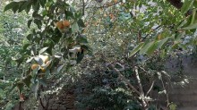 Satılır Həyət evi, Suraxanı.r, Əmircan-6