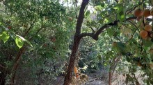 Satılır Həyət evi, Suraxanı.r, Əmircan-9