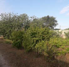 Satılır Torpaq, Sabunçu.r, Maştağa, Koroğlu.m-8