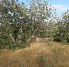 Satılır Torpaq, Sabunçu.r, Maştağa, Koroğlu.m-9